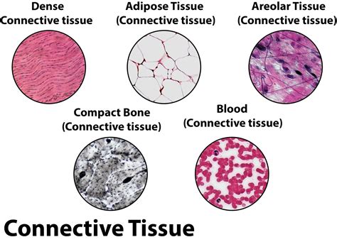 Dense Connective Tissue Structure