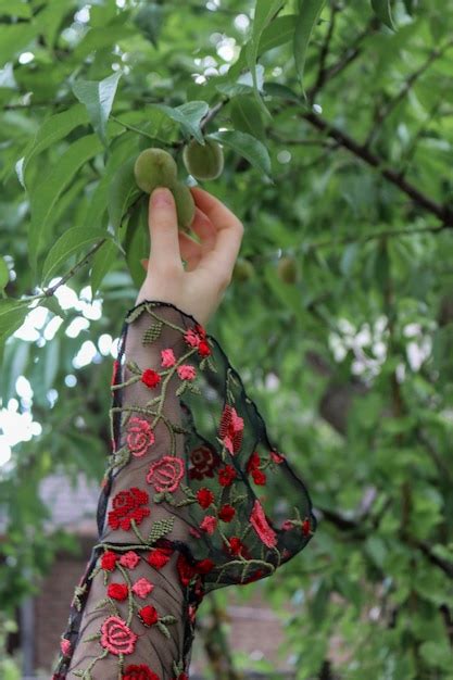 Premium Photo | Cropped hand of woman picking fruits on branch