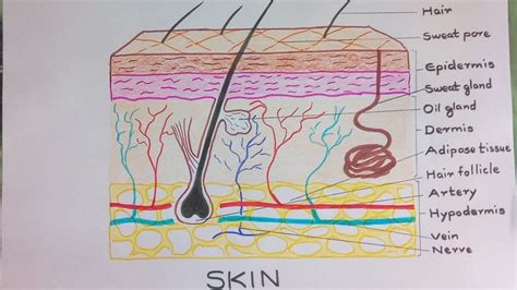 Skin Diagram - How to Draw and Label the Parts of Skin