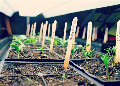 Grow Your Own Food Indoors – The Nature Life Project