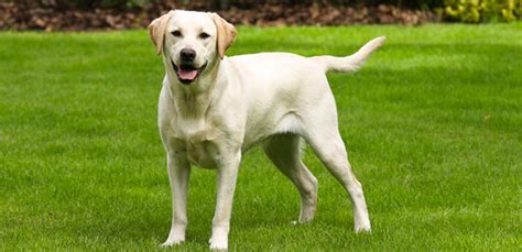 5 Best Dog Breeds For Police Work | My Pet Needs That