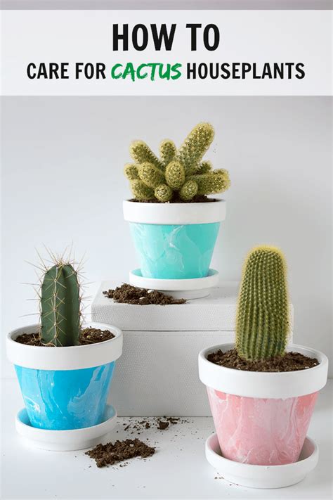 How To Care For Cactus House Plants | Indoor Cacti Care