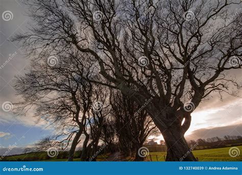 The Dark Hedges. the Game of Thrones Stock Image - Image of kingdom ...