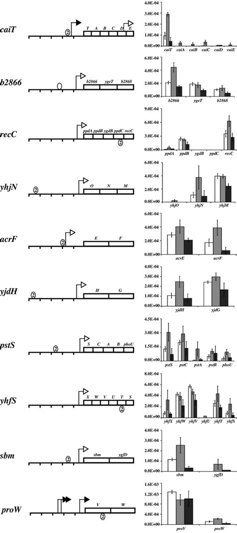 Genes of regulatory pattern II. See legend for Fig. 6. | Download ...