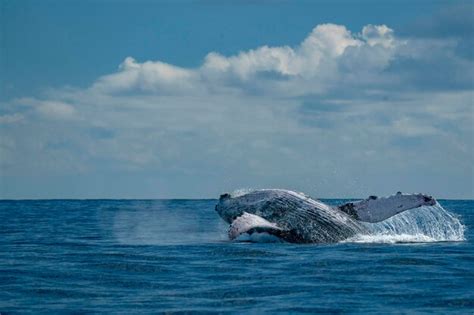 Premium Photo | Humpback whale breaching