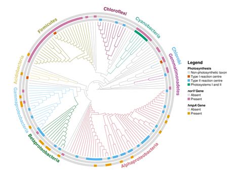 TreeViewer: flexible, modular software to visualise and manipulate ...