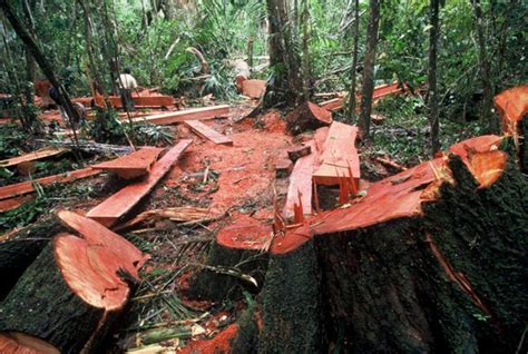 Akibat Penebangan Hutan Secara Liar dan Upaya serta Cara Mengatasi ...