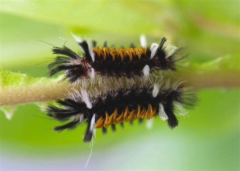 39 Awesome How Many Different Types Of Caterpillars Are There - insectza