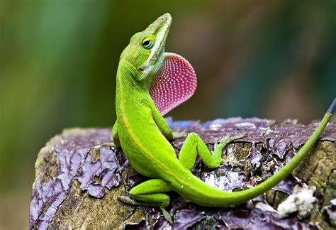 S.A.’s Common Critters: Nothing common about the green anole, San ...