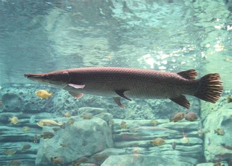 Meet The Alligator Gar, Texas' 10-Foot-Long 'Megafish'