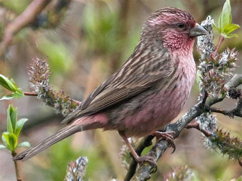 Pink-rumped Rosefinch - eBird