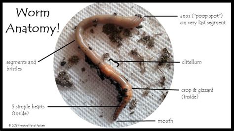 Worm Anatomy Science for Preschoolers! | Preschool Powol Packets