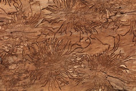 Patterns in Elm bark made by Elm Bark Beetles photo WP49115