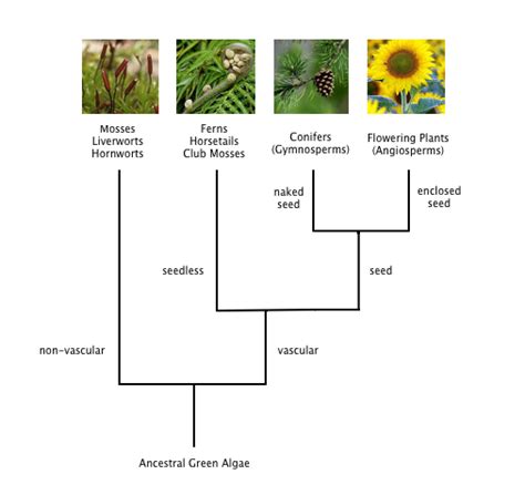 Land Plant Phylogeny