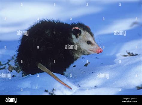 Opossum in winter habitat Stock Photo - Alamy