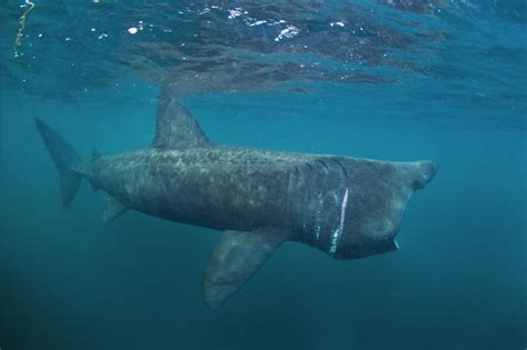 Basking Shark (Cetorhinus Maximus) - Lifestyle, Diet, and More