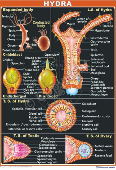 Victory Graphik | Z-62 Hydra (Structure, TS and LS, Cnidoblast and TS ...