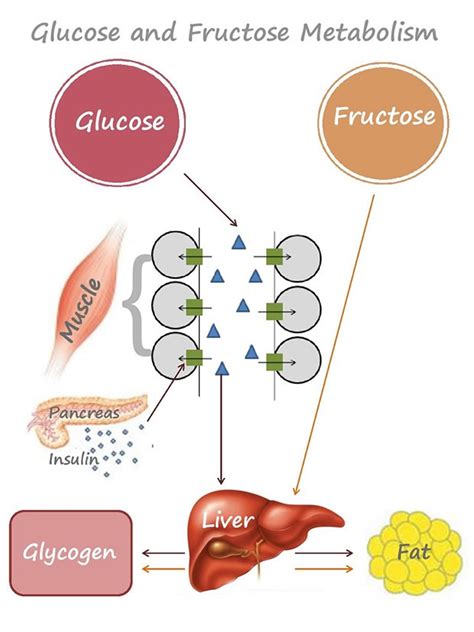 What and How Your Body Metabolises Sugar - Glucose and Fructose