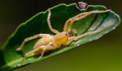 What to Expect from a Yellow Sac Spider Bite: A Visual Guide - Spiders ...