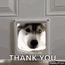 Thank You GIF - ThankYou - Discover & Share GIFs