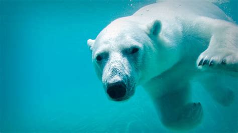 Polar Bears Face Starvation Due To Global Warming