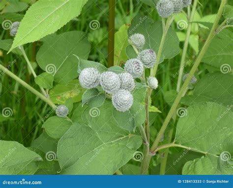 Cocklebur Flower in the Forest with Blossom Stock Image - Image of leaf ...