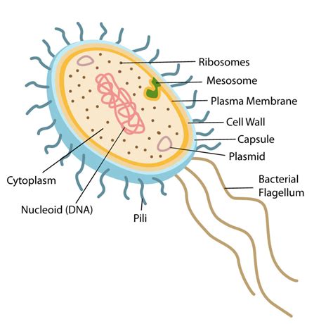 Prokaryotic Cell Structure And Function And Cells Prokaryotic Cell ...