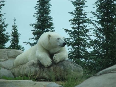 Polar Bear Habitat & Heritage Village (Cochrane, Ontario): Address ...