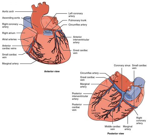 Heart Anatomy | Anatomy and Physiology II