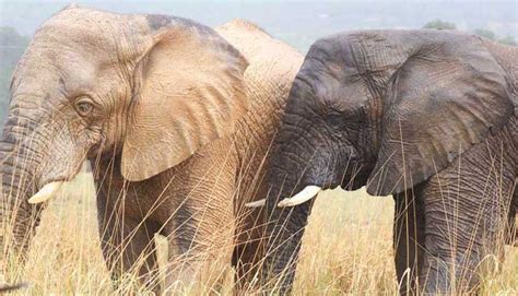 kruger-national-park-safaris-elephants – Babuka Africa