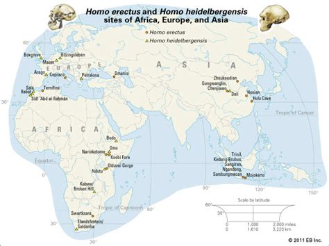 Homo erectus - Fossils, Asia, Africa | Britannica