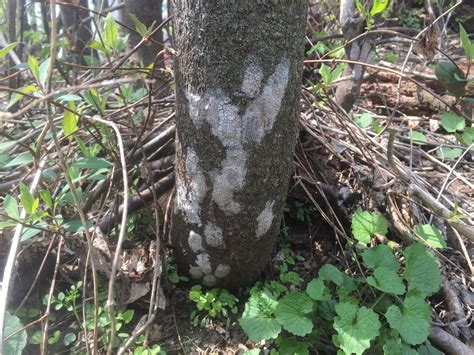 Here's when spotted lanternfly eggs will start to hatch in Lancaster ...