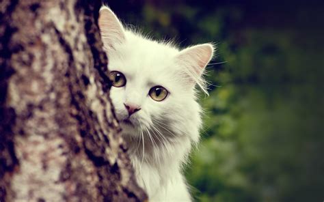 Cute Cat Desktop Wallpaper (79+ images)