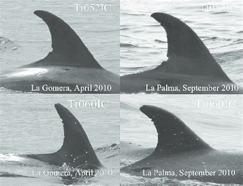 Dorsal fins of two identified bottlenose dolphins (Tt052IC and Tt060IC ...