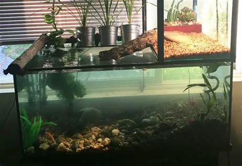 Mud Turtle Habitat: How to Setup an Indoor Enclosure?