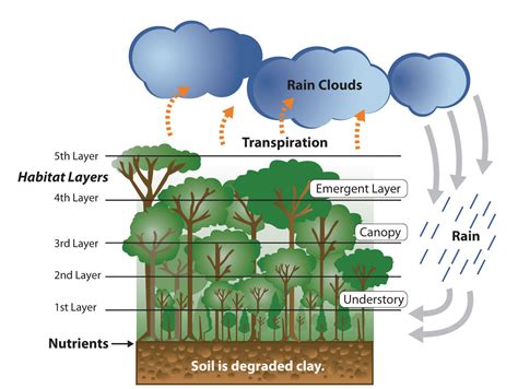 Climate Diagram Of The Tropical Rainforest