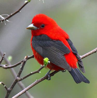 Scarlet Tanager