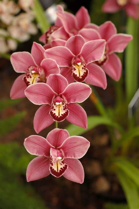 Pin em X1 - Flowers : Orchids