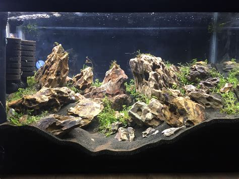 10g Dragon stone and moss aquascape | Aquarium, Aquarium fish tank ...