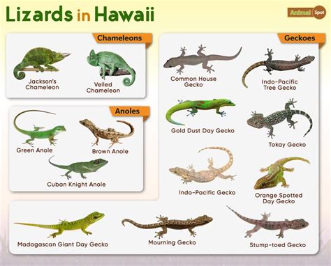 List of Lizards Found in Hawaii – Facts with Pictures