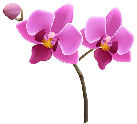 Orchid clipart small pink, Orchid small pink Transparent FREE for ...