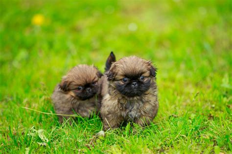 4 Facts About the Pekingese | Greenfield Puppies