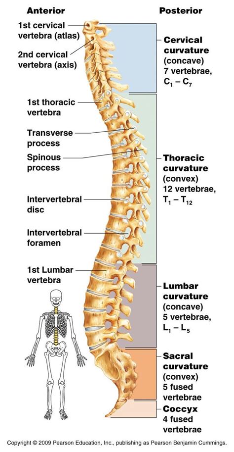 Classification of Bones | Human anatomy chart, Human anatomy and ...