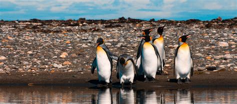 Visiting the King Penguin Nature Reserve - Fundación Tierra Austral