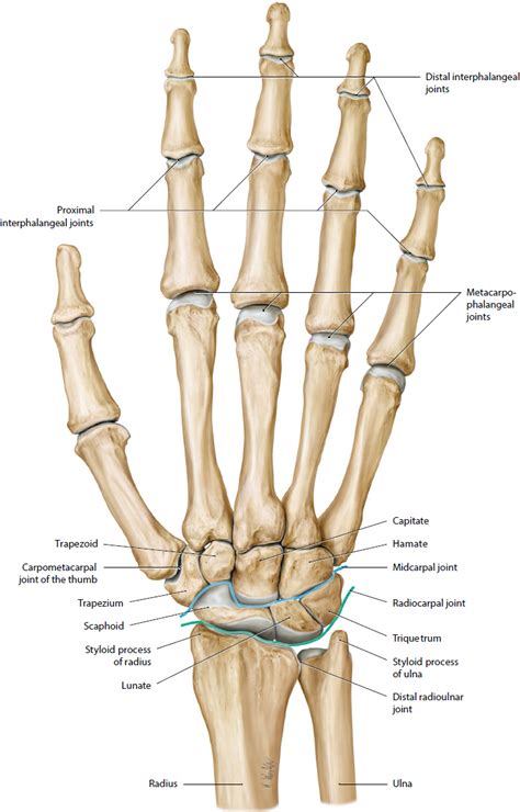 Hand Anatomy Bones Bones Anatomy Hand Bones Anatomy Bones