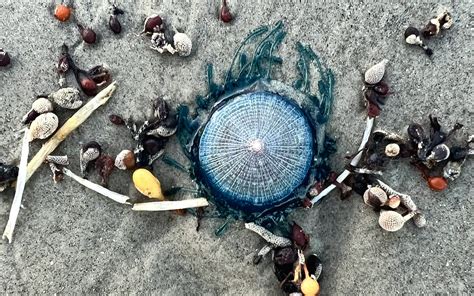 The Blue Button Jellyfish Washing Up on Our Beaches Aren’t Jellyfish at All