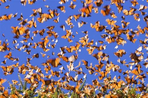 Monarch Butterfly Migration | Amusing Planet