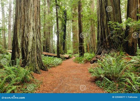 Hiking in Redwood National Park Stock Image - Image of tree, wood: 22040077