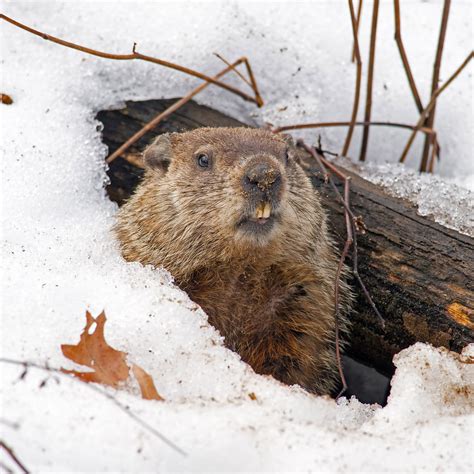 GROUNDHOG DAY - February 2, 2023 - National Today