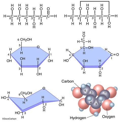 Glucose Molecule | | Carlson Stock Art